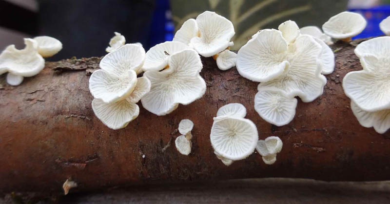 Plicatura crispa Plicatura crispa